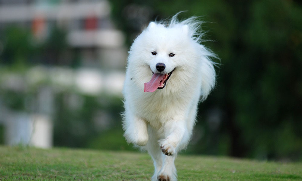 Honoring a Furry Friend: A Heartfelt Memorial with Custom Leather Pet Tags - PawPaw-Pet