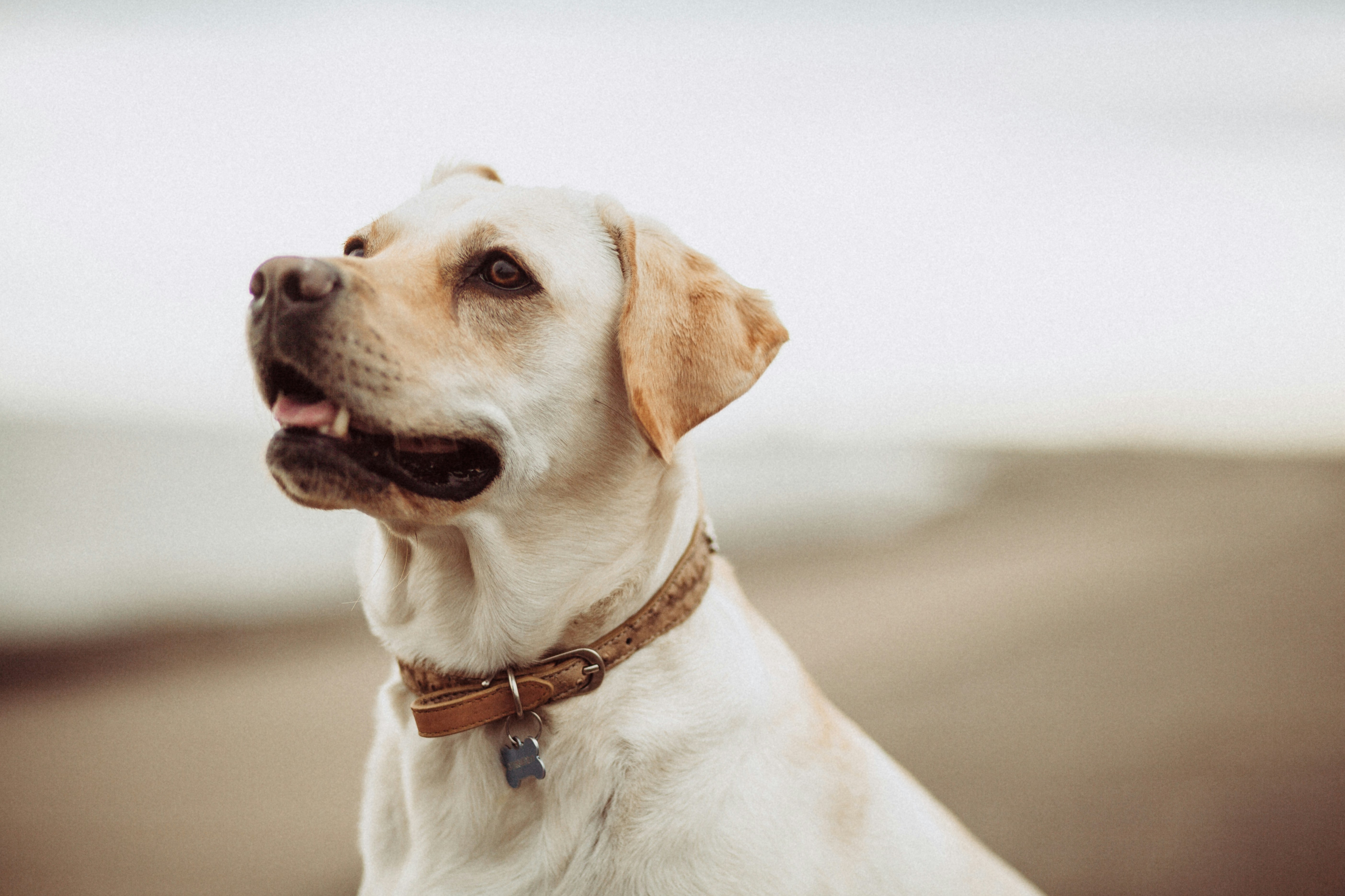 10 Tips to Keep Your Dog Healthy and Happy - PawPaw-Pet