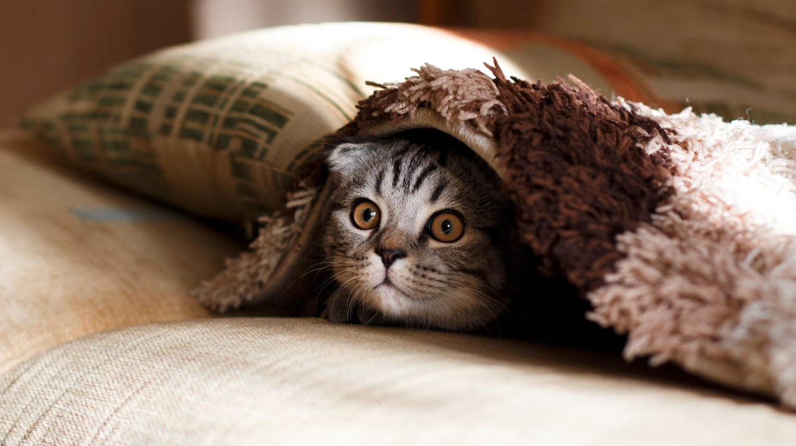 Story: A Bond Forged in Adversity: How My Dog Became Family and Inspired a Leather Keychain Tribute - PawPaw-Pet