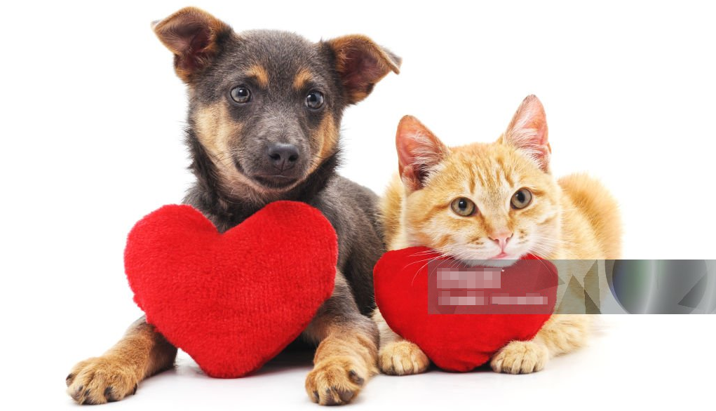 A Paw-fect Valentine's Day: Celebrating Love with My Furry Best Friend - PawPaw-Pet