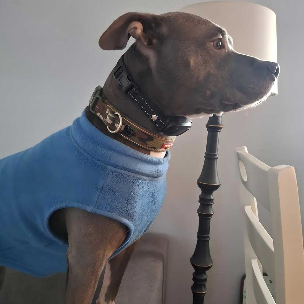 PB30 Dog Bark Collar for Large Medium Small Dogs, Rechargeable Smart Bark Collar, Anti Barking Training Collar with 5 Adjustable Sensitivity Beep Vibration (Black) - PawPaw-Pet