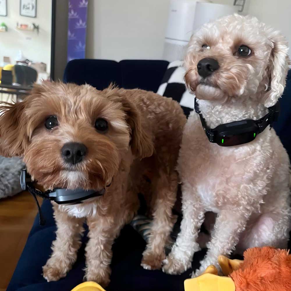 PB30 Dog Bark Collar for Large Medium Small Dogs, Rechargeable Smart Bark Collar, Anti Barking Training Collar with 5 Adjustable Sensitivity Beep Vibration (Black) - PawPaw-Pet