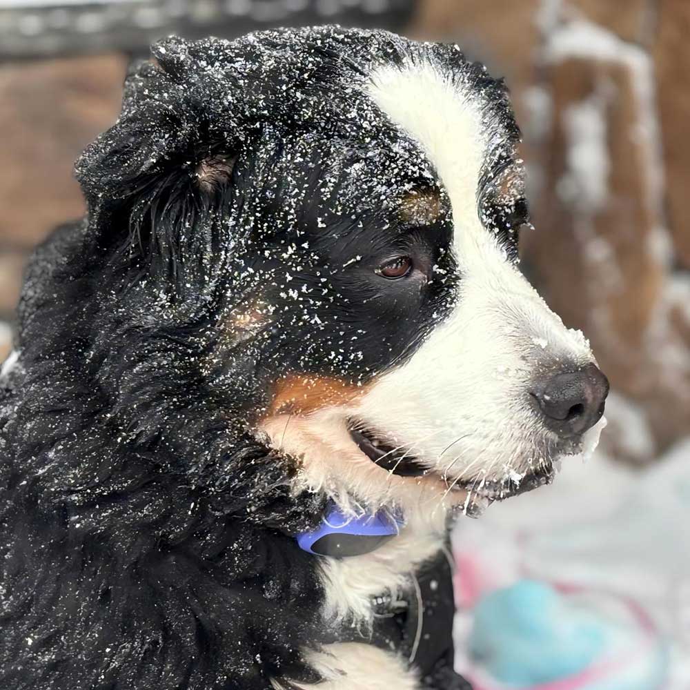 PB30 Dog Bark Collar for Large Medium Small Dogs, Rechargeable Smart Bark Collar, Anti Barking Training Collar with 5 Adjustable Sensitivity Beep Vibration (Black) - PawPaw-Pet