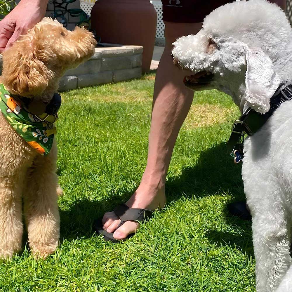 PB30 Dog Bark Collar for Large Medium Small Dogs, Rechargeable Smart Bark Collar, Anti Barking Training Collar with 5 Adjustable Sensitivity Beep Vibration (Black) - PawPaw-Pet