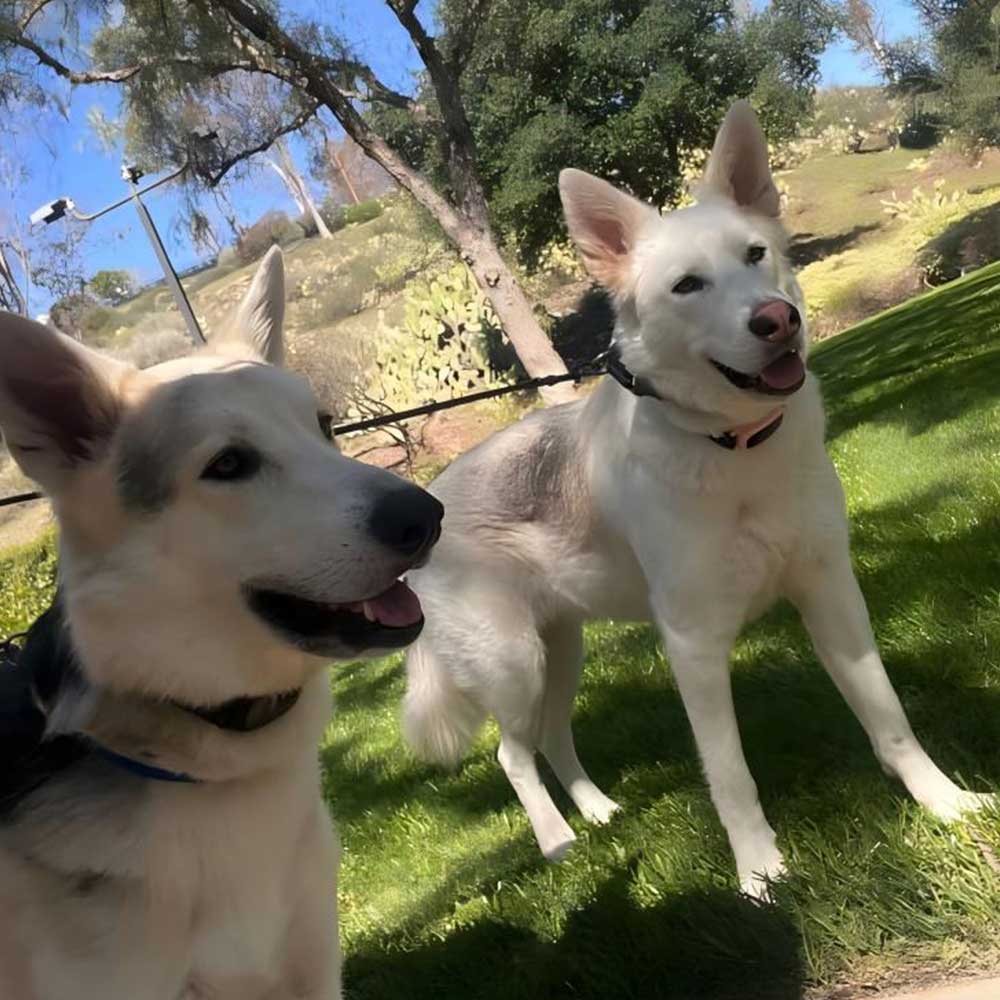 PB30 Dog Bark Collar for Large Medium Small Dogs, Rechargeable Smart Bark Collar, Anti Barking Training Collar with 5 Adjustable Sensitivity Beep Vibration (Black) - PawPaw-Pet