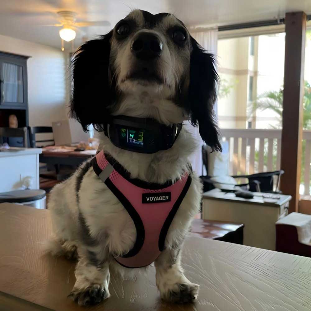 PB30 Dog Bark Collar for Large Medium Small Dogs, Rechargeable Smart Bark Collar, Anti Barking Training Collar with 5 Adjustable Sensitivity Beep Vibration (Black) - PawPaw-Pet