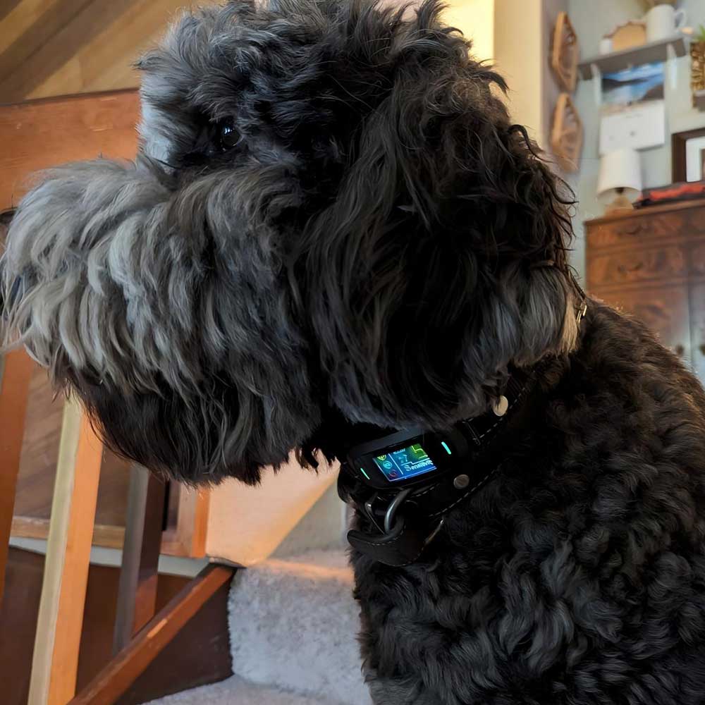 PB30 Dog Bark Collar for Large Medium Small Dogs, Rechargeable Smart Bark Collar, Anti Barking Training Collar with 5 Adjustable Sensitivity Beep Vibration (Black) - PawPaw-Pet